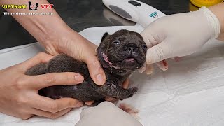 Baby puppy crying loudly because of being sick  But VET treated for him [upl. by Booth]