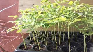 How to grow the moringa super food as micro greens [upl. by Cordalia]