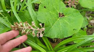 Butterbur Petasites as food and medicine [upl. by Powe]