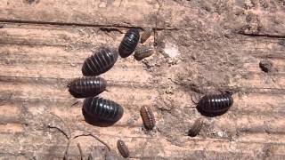 Cochinilla de la humedad Armadillidium vulgareOniscidea [upl. by Iegres]