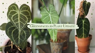 Greenspacesid Plant Update 3 months later [upl. by Hosfmann822]