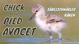 Pied Avocet Recurvirostra avosetta Chick  Säbelschnäbler Küken [upl. by Standish]