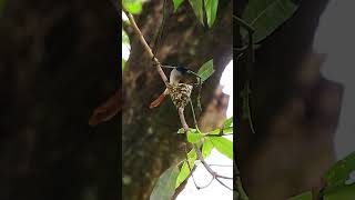 Paradise Flycatcher Nesting Behavior in 4K  Feeding Chicks shorts youtubeshorts shortsvideo [upl. by Eudocia587]