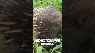 Spiky Marvels The Fascinating World of Echidnas and Wildlife Shorts [upl. by Adien157]