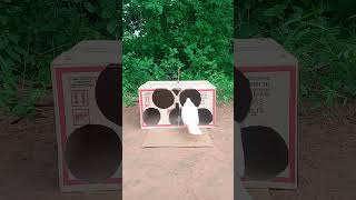 Amazing Creative Unique Bird Trap  Popular DIY Pigeon Trapping Technique Using Cardboard Box short [upl. by Heidi]