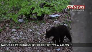 AVVISTAMENTI DI ORSI NELLA ZONA DI MONTE ASOLONE E MONTE PERTICA  16082024 [upl. by Mercorr183]