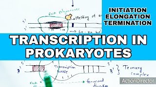 Transcription in prokaryotes  Initiation Elongation Termination  Bio science [upl. by Showker]