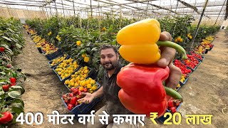 Profitable Capsicum farming in Poly house India  रंगीन शिमला मिर्च  Green house [upl. by Nimra]