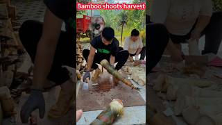 Easy The bamboo shoots are planted and harvested in small cutting steps。 輕鬆省時！竹筍種植收穫小撇步，快速切割，口感鮮嫩 [upl. by Nnahs]