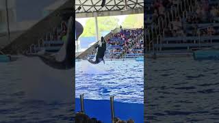 Orca Encounter  SeaWorld  Killer Whales Show  seaworld seaworldtexas seaworldsanantonio [upl. by Barnabas]