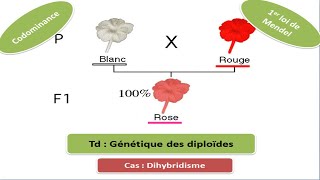 Exercice de génétique des diploïdes Dihybridisme [upl. by Aenej]