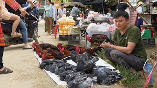 Robert sells birds and wild chickens Green forest life [upl. by Freida356]