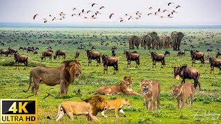 4K African Wildlife The Super Beautiful Moment Migration of Wildebeest Zebra With Real Sounds 4K [upl. by Little]