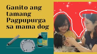 Paano magpurga ng nanay na asoHow to deworm  Dam dog [upl. by Burney]