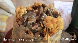 Flammulina velutipesVelvet foot Enokitake [upl. by Eiuol]