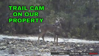 Tasco Trail Cam Footage Deer on our property [upl. by Noel72]