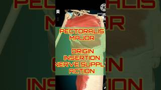 Pectoralis Major Breakdown Origins Nerves amp Actions  shorts shortfeeds [upl. by Alick]