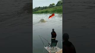 Ngakak di tarik ikan sampe njungkel 🤣 fishing animals viralshort [upl. by Prue]