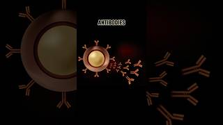 ANTIBODIES antibodies  WHAT ARE ANTIBODIES shortsviraltrending [upl. by Ailerua]