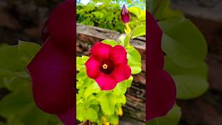 Red Allamanda very rare colour plant [upl. by Odnalor]