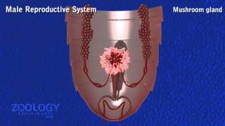 Cockroach reproductive system  male [upl. by Profant]