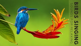 Nature Sounds  Birds Singing Without Music 24 Hour Bird Sounds Relaxation Soothing Nature Sounds [upl. by Blatman]