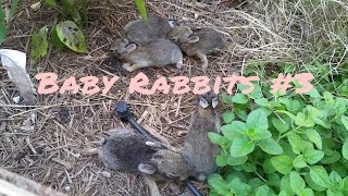 Wild Baby rabbits in my yard update 3 [upl. by Anirdnaxela]