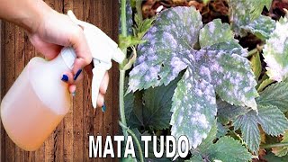 Mata Fungos Oídio e Mofo nas plantas Receita rápida sem gastar nada [upl. by Kallman]