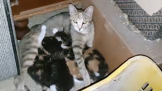 Mother cat Flame nursing her kittens part one [upl. by Nitsej]