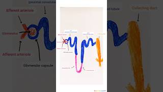 How to draw easy method nephron SHORTS [upl. by Feirahs]