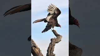 Turkey vulture sounds [upl. by Tager]