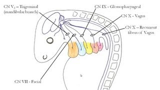 Medical Embryology  Development of the Pharyngeal Arches [upl. by Adnorrahs]