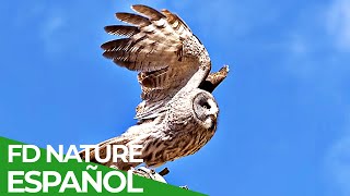 Fuerzas Especiales Animales  Patrullaje  Free Documentary Nature  Español [upl. by Clerissa217]