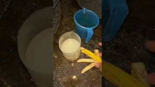 Moina culturing at home livefoodhyderabad allinteresting [upl. by Waldman]