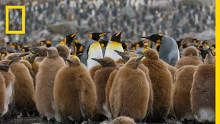 Go Inside an Antarctic City of 400000 King Penguins — Ep 4  Wildlife Resurrection Island [upl. by Aetnahc]