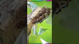 The differences between bees wasps and hornets wasps bees hornets short [upl. by Bowne]