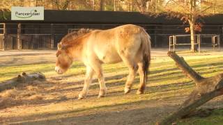 Przwalskipaarden kleuren goud in de winterzon [upl. by Valaria]