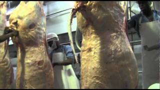 Abattoir  The slaughtering process [upl. by Notlrak]