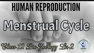 Menstrual Cycle in tamil  Human Reproduction [upl. by Anidam]