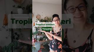 Tropikal Bitkiler Hakkında Kısa Bilgi bitkibakımı tropikalbitkiler içmekanbitkileri [upl. by Segroeg422]