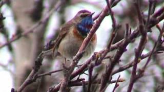 BLÅHAKE Bluethroat Luscinia svecica Klipp  55 [upl. by Eylloh]