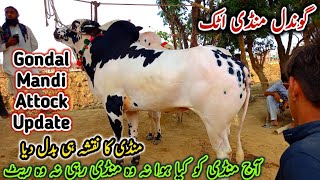 Gondal Mandi Attock Latest Update 12 July 2021  Beautiful Dhani Fatehjangi Bulls For Qurbani [upl. by Bowes]