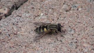 Hover Fly Syrphidae Helophilus fasciatus Grooming [upl. by Tdnerb508]