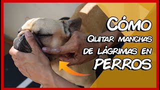 Como quitar las manchas de lagrimas en los perros [upl. by Ahsrat]