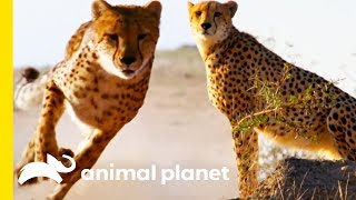 How Do Cheetahs Run So Fast  How Do Animals Do That [upl. by Claudell521]