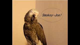 50mins of noise from Smokey the Timneh African Grey Parrot Squarks Whistles Talking Mimicry [upl. by Jazmin385]