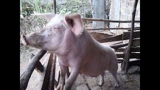 Training a Kenyan farmer on feeding Pigs hydroponic fodder amp Commercial feedsEnglish Sub titles [upl. by Gusella]