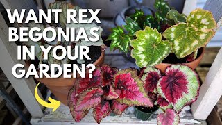 Container Gardeners  Create a Shade Container with Rex Begonias 😊🌿 [upl. by Aralomo]