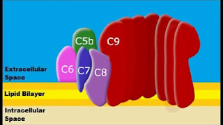 Formation of Membrane Attack Complexes [upl. by Gunter]