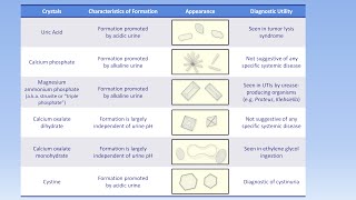 Interpretation of the Urinalysis Part 3  Microscopy and Summary [upl. by Leuqar824]